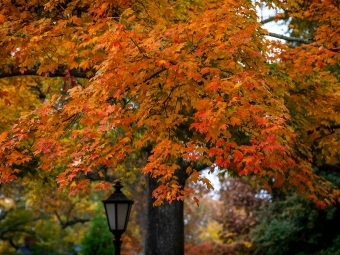 Fall foliage on campus