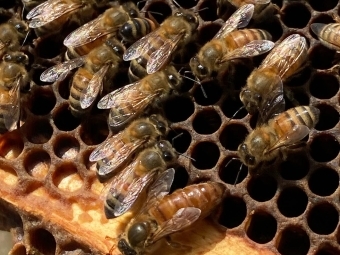 Bees in hive