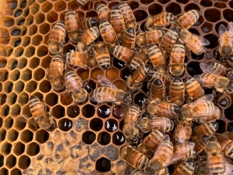 Bees in hive