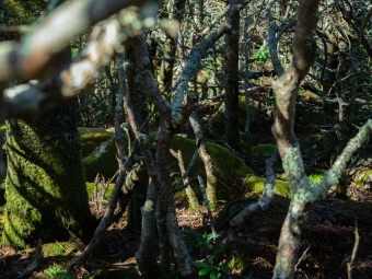 a forested area with mossy tree branches