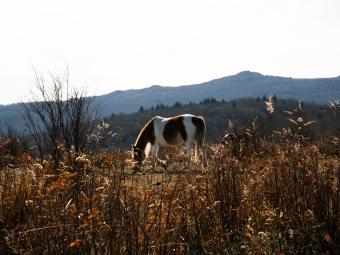 a brown and white horse on a grassy mountain top
