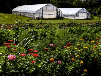 a field of colorful flowers in front of two greenhouses