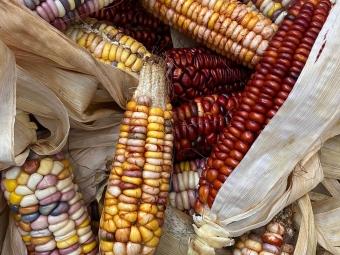 Catawba corn in various shades of yellow, blue, red