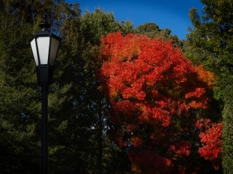 A tree with bright fall colors between two trees with green leaves on campus