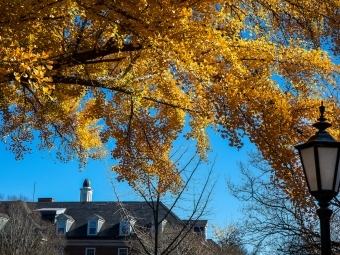 Bright yellow tree on campus
