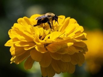 a bee sitting on a yellow flower