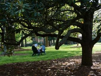 Person in a chair reading beneath tree on campus