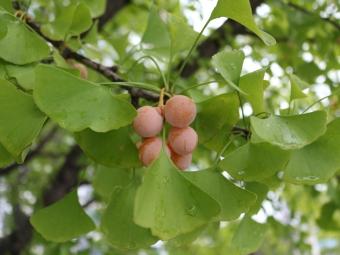 The fruit of the female ginkgo