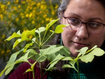 Prof. Susana Wadgymar holding a tray of Ginkgo seedlings