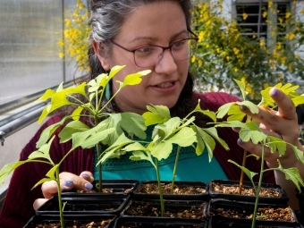 Prof. Susana Wadgymar holding a tray of Ginkgo seedlings