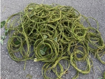 a pile of kudzu vines