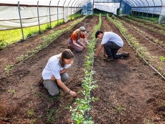Students and staff pruning tomatoes at the college farm