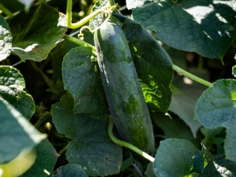 Cucumbers growing on the farm