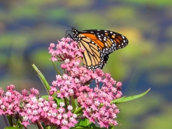 milkweed (Asclepias incarnata) with monarch butterfly resting on top
