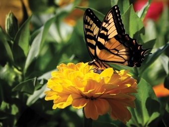 Farm Scenes Butterfly on a marigold in a garden
