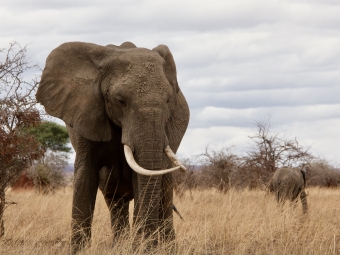 Elephant in Tanzania