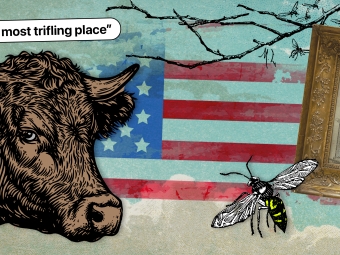 A vintage collage of a cow, negative review ("the most trifling place"), hornet, historic document and american flag