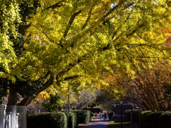 Fall foliage on campus with a leafy tree over a brick path on campus