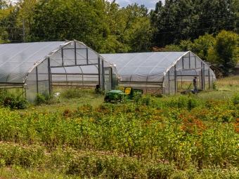 Rows of cut flowers in front of two high-tunnels