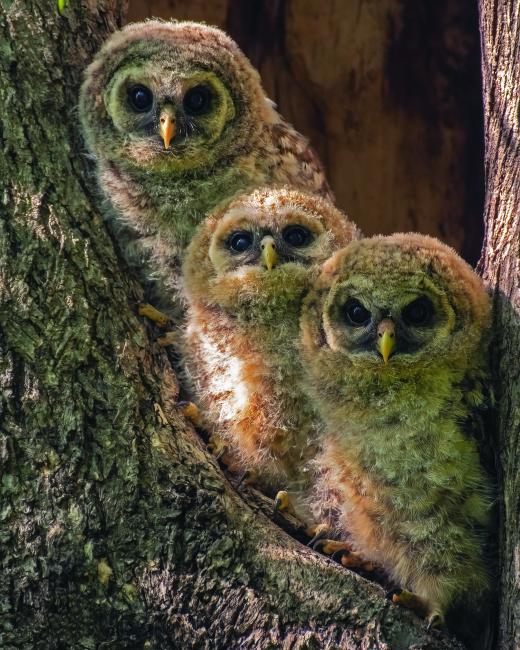 Three Barred Owls in a tree branch
