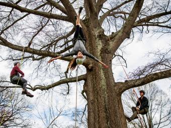 Davidson Outdoors tree climbing demonstration with three students hanging on a tree, one upside-down